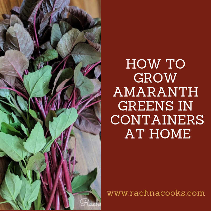 how to grow amaranth greens